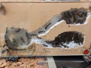 La population au grand complet, [Blog] Camponotus barbaricus de Mimiti