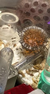Nicobarensis sur une gelee Fs protéiné, [Q/R] Camponotus barbaricus Marmoun