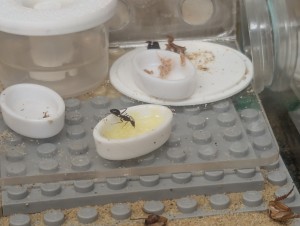 La gamelle avec la gelée jaune, [Q/R] Camponotus barbaricus Marmoun