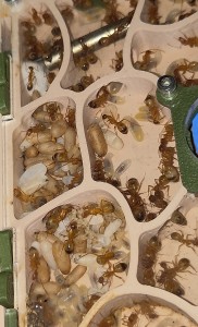 [BLOG] Camponotus sanctus de Bouboulou, IMG_20260513_182458.jpg