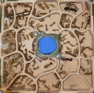 [BLOG] Camponotus sanctus de Bouboulou, IMG_20260513_182448.jpg