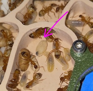 [BLOG] Camponotus sanctus de Bouboulou, IMG_20260513_182910~2.jpg