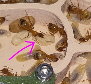 [BLOG] Camponotus sanctus de Bouboulou, IMG_20260513_182943~2.jpg