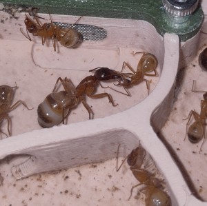 [BLOG] Camponotus sanctus de Bouboulou, IMG_20260513_182522.jpg