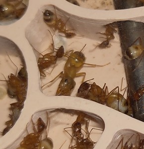 [BLOG] Camponotus sanctus de Bouboulou, IMG_20260518_114738.jpg