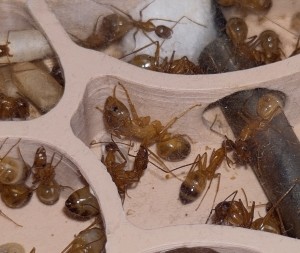 [BLOG] Camponotus sanctus de Bouboulou, IMG_20260518_114534.jpg