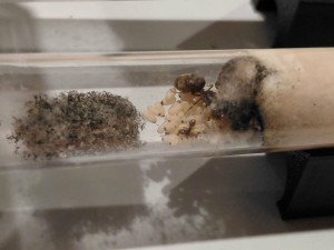 [Blog] Gynger, reine des Lasius niger d'Amandine, 29a9971e-646e-4175-93a7-20e98d4804ba.jpg
