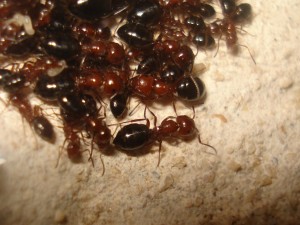 Les Camponotus de funkyben, DSC07273.JPG