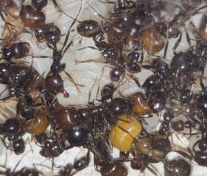 [BLOG] Messor barbarus de Bouboulou, IMG_20260519_163124.jpg