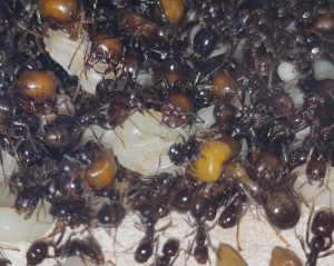 [BLOG] Messor barbarus de Bouboulou, IMG_20260519_163103.jpg