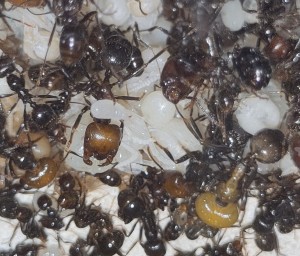 [BLOG] Messor barbarus de Bouboulou, IMG_20260519_163558.jpg