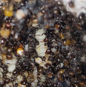 [BLOG] Messor barbarus de Bouboulou, IMG_20260519_125827.jpg