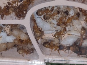 [Blog] Camponotus sanctus de Bouboulou, IMG_20260519_162609.jpg