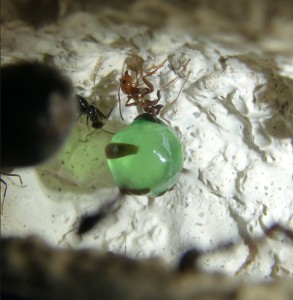 Myrmecocystus mimicus, [Blog] Myrmecocystus mimicus (fourmi pot de miel) de Seed noir