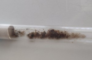 Tube de fondation sale., [Blog] Formica sp. de Bouboulou