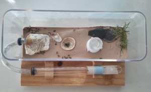 Setup de ma fondation., [Blog] Formica sp. de Bouboulou