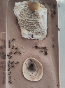 Colonie désorganisée, couvain éparpillé., [Blog] Formica sp. de Bouboulou