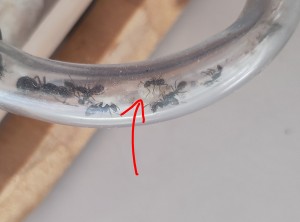 Œufs visibles au bout de la flèche rouge., [Blog] Formica sp. de Bouboulou