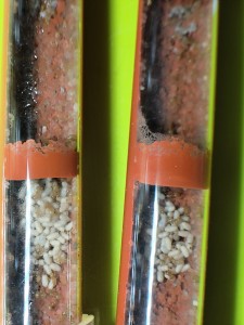 [Blog] La petite aventure de la colonie de Lasius flavus de Salem, IMG_20260519_152224.jpg