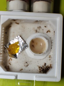 [Blog] La petite aventure de la colonie de Lasius flavus de Salem, IMG_20260519_152228.jpg