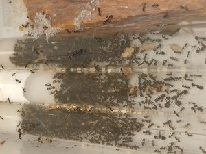 [Blog] Les M.barbarus de Gigantiosp 59, IMG_20260521_204325.jpg