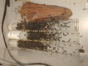 [Blog] Les M.barbarus de Gigantiosp 59, IMG_20260521_204312.jpg