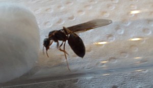 Essaimage de Lasius Brunneus en cours en Belgique, 20260523_144623.jpg