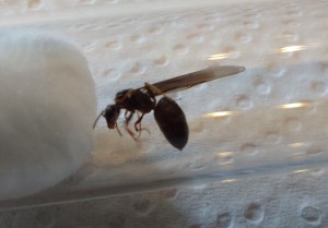 Essaimage de Lasius Brunneus en cours en Belgique, 20260523_144626.jpg