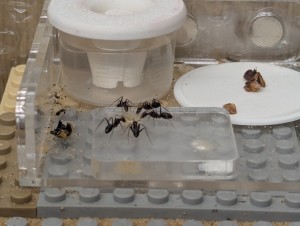 Réunion autour du miel, [Blog] Camponotus barbaricus de Mimiti