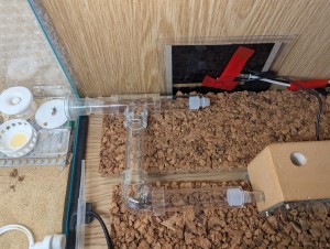 La nouvelle installation, [Blog] Camponotus barbaricus de Mimiti