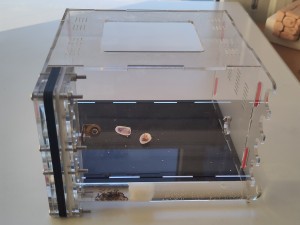Nid et ADF défectueux., [Blog] Lasius sp. noires de Bouboulou