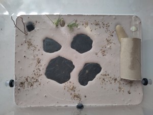 Nouvelle ADF et tube de fondation., [Blog] Lasius sp. noires de Bouboulou