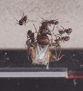 Gyne Lasius sp. noire., [Blog] Lasius sp. noires de Bouboulou
