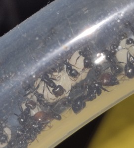 Princesse Messor barbarus (nymphe)., [Blog] Messor barbarus de Bouboulou