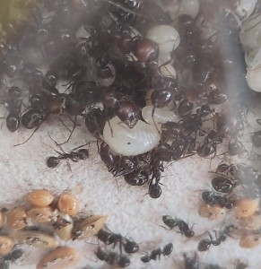 Larve d'individu sexué Messor barbarus., [Blog] Messor barbarus de Bouboulou