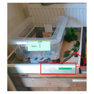 #9 Pheidole flaveria, Colonies et matériels d'IDEMYR à récupérer