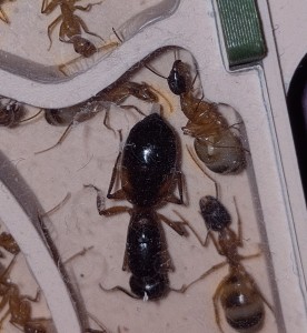 Gyne Camponotus sanctus en<br />pleine ponte, [Blog] Camponotus sanctus de Bouboulou