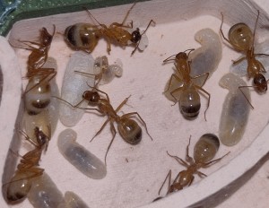 Œufs Camponotus sanctus, [Blog] Camponotus sanctus de Bouboulou
