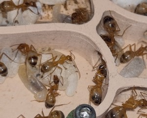 Œufs Camponotus sanctus, [Blog] Camponotus sanctus de Bouboulou