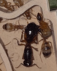 Œuf récupéré par une ouvrière, [Blog] Camponotus sanctus de Bouboulou