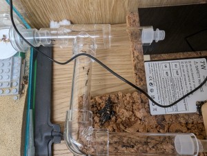 [Blog] Camponotus barbaricus de Mimiti, PXL_20260527_091417612.jpg