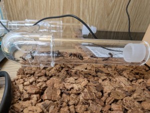 [Blog] Camponotus barbaricus de Mimiti, PXL_20260527_091408055.jpg
