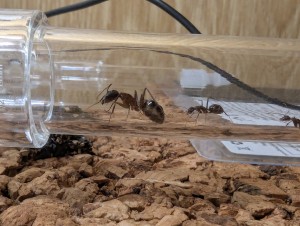 [Blog] Camponotus barbaricus de Mimiti, PXL_20260527_091514498.jpg