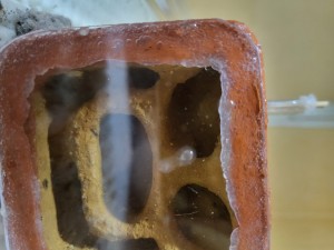 On voit deux ouvrières Lasius emarginatus,<br />l'une sur la vitre au centre et l'autre en bas du nid., [Blog] Suivi de mes colonies