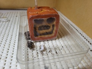 Installation des Lasius emarginatus, [Blog] Suivi de mes colonies