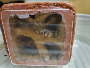 Couvain Formica fusca, [Blog] Suivi de mes colonies