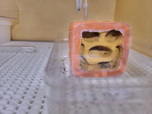 Déménagement des Lasius emarginatus, [Blog] Suivi de mes colonies