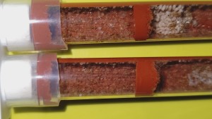 Colonie de Lasius flavus, [Blog] La petite aventure de la colonie de Lasius flavus de Salem