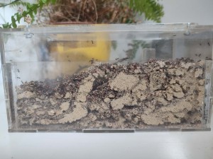 Lasius niger dans les galeries de leur ancien nid, Agrandissement de mon set up Lasius niger