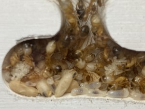 Couvain Camponotus sanctus, [Blog] Les Camponotus sanctus de Lorette